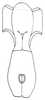 Pyrgacris relictus Descamps, 1968: Fig. 5. male, meso- and metasternum. (Otu).