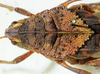 CollectionObject 1498672; bf9a28ec-7ec6-43ea-9aa0-7195f4c97b5c: female pronotum, dorsal view. (CollectionObject).