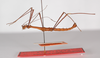 CollectionObject 1560243; 08bbcdb5-257d-4b01-bcbd-02be88b25e11: copyright ZMB, Berlin. male, lateral view (paratype). (CollectionObject).