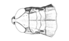 Orotettix andeanus (Bruner, 1913): Fig. 26. female, head and pronotum, dorsal view. (Otu).