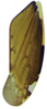 Forewing on Pseudocostanana rubromarginata (Domahovski & Cavichioli, 2023): Male holotype [DZUP]: forewing. (Observation).