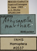 Other on Athysanella (Athysanella) marthae Blocker, 1988: Labels. (Observation).