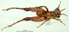 CollectionObject 1502502; 9eb9518c-f002-447a-a4e2-40751e5c8b18: male, dorsal view (paratype). (CollectionObject).