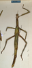 CollectionObject 1558771; NMW 886', 8935d85d-f8b3-43df-9174-5b6c071582c7: copyright NMW, Vienna. female of synonym Eurycnema stenocerca (paralectotype). (CollectionObject).