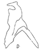 Stylus: !! display not done !! on Amplicephalus (Amplicephalus) simpliciusculus Linnavuori, 1955: Stylus. (Observation).