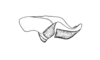 Tebacris nigrisoma Cigliano, 1989: Fig. 203. endophallus, lateral view. (Otu).