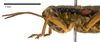 CollectionObject 1575352; 86c3acf4-7990-48d1-b219-04f563e8a432: male head and pronotum, lateral view (paratype). (CollectionObject).