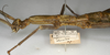CollectionObject 1559882; e9eb9f79-804e-444a-ad77-ef25ec7d6b1c: copyright NMW, Vienna. female: head and thorax, lateral view of synonym Monandroptera olivacea (paralectotype). (CollectionObject).;CollectionObject 1559883; a4be1547-f50d-453f-8d87-29a858ae0e83: copyright NMW, Vienna. female: head and thorax, lateral view of synonym Monandroptera olivacea (paralectotype). (CollectionObject).