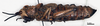 CollectionObject 1535540; cfaabfa4-d368-463e-a581-d4111bb38fe6: female, lateral view (holotype of Petasia oberthuri). (CollectionObject).