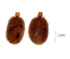 Parapodacanthus hasenpuschorum Brock, 2003: copyright Paul D. Brock. Eggs. (Otu).