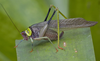 Euceraia insignis Hebard, 1927: female, lateral view. (Otu).