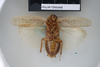 CollectionObject 1552799; NHMUK(SF IMPORT DUPLICATE) BMNH(E) 877047, 7e75bc26-572a-49ea-935a-08b91e77eeb9: Copyright NHM, London. Holotype female of synonym Epilampra laticollis, ventral view. (CollectionObject).
