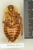 CollectionObject 1573117; dbe5b274-2c74-4bc8-a96f-834d638d8b63: Copyright Natural History Museum, London. Non-type (adult male) in BM(NH). Ventral view. (CollectionObject).
