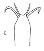 Aedeagus, ventral view: !! display not done !! on Frequenamia clypeata (Osborn, 1923): Aedeagus, ventral view. (Observation).