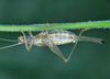 underside of female (Fraccionamiento Vista Real, Corregidora, Querétaro, Mexico). Depicts Oecanthus mhatreae Collins & Coronado González, 2019, an Otu.