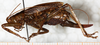 CollectionObject 1532921; 84d1b6c2-d772-4c48-8864-2dce5c911722: female, lateral view (allotype). (CollectionObject).