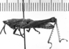 CollectionObject 1543632; 386a3472-eab0-4769-a464-256b6220c5f4: Image Carbonell, C.S. male, lateral view (lectotype). (CollectionObject).
