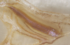 Hamayulus rufomaculatus Fialho, Chamorro-Rengifo & Lopes-Andrade, 2014: male, stridulatory file (paratype). (Otu).