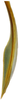 Ovipositor: !! display not done !! on Igutettix pulverosus Matsumura, 1932: first valvula, lateral view. (Observation).