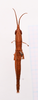 CollectionObject 2053562; 59aed29a-c99c-4c80-83a6-875e620c6f57, CNMS 3781: male, dorsal view (paratype). (CollectionObject).