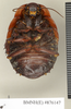 CollectionObject 1572889; 2e36566e-1f44-46eb-b5b7-4b6040ba2c66: Copyright Natural History Museum, London. Non-type (adult male) in BM(NH). Ventral view. (CollectionObject).