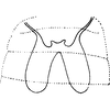 Abdomen, sternal apodemes, ventral view: Abdomen, sternal apodemes, ventral view. (Observation).