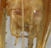 CollectionObject 1538064; 08c3f3ec-64fd-4f27-addd-1744c0067413: male cerci (holotype). (CollectionObject).