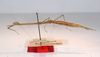 CollectionObject 1559005; e9311385-f2ab-4648-a671-051c73318aff: copyright MNCH, Madrid. female, lateral view (holotype). (CollectionObject).