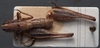 CollectionObject 1505810; 12c59d8f-b1e9-4b15-ad7a-99843b47b72f: male, dorsal view (holotype). (CollectionObject).