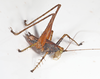 Xingbaoia karakara Rentz, 2001: 2014. male. (Otu).