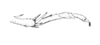 Ceuthophilus (Geotettix) guttulosus thomasi Hubbell, 1936: Fig. 248. hind tarsus. (Otu).