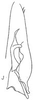 Subgenital plate: !! display not done !! on Baroma reticulata Oman, 1938: Stylus and sugential plate, dorsally. (Observation).