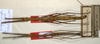 CollectionObject 1563630; 2f211de1-ce35-40a3-910a-77379f0e9be6: copyright NMW, Vienna. male and female (paratypes). (CollectionObject).;CollectionObject 1563631; c12e73c5-7d31-43ea-9d67-7bf3527efd46: copyright NMW, Vienna. male and female (paratypes). (CollectionObject).