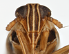 Head on Delphacodes nigrinota Beamer, 1951: (Observation).