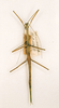 CollectionObject 1559625; ec8b1fdb-b18f-4b16-a57b-b2233c6598e2: copyright AMNH, New York. female (holotype). (CollectionObject).