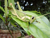 FieldOccurrence 126; b6324ede-d69d-4b45-93c5-a00938a44aa3; United Republic of Tanzania: Tanga
Kilulu Hill coastal forest remain Mkinga District, 2024/01/15: male. (FieldOccurrence).