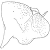 Pygofer, lateral view on Arboridia (Arboridia) cuihuashana Song & Li, 2013: (Observation).