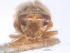 Head on Athysanella (Athysanella) krameri Blocker, 1988: (Observation).