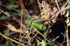 CollectionObject 1536553; ecf87c51-419f-4829-a9fd-47803c48a92d, CH0294: male. (CollectionObject).