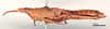 CollectionObject 1578628; 6236865b-562b-41e7-ac3f-4697a735ebcb: female, lateral view (paralectotype). (CollectionObject).
