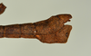 CollectionObject 1557499; e7c1d4a6-f5b9-4eda-aa61-d3650334bb10: copyright USNM, Washington. (CollectionObject).