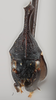 Head on Enchenopa ansera Funkhouser, 1943: (Observation).