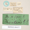Hypocyrtus ornatissimus (Brunner von Wattenwyl, 1907): copyright Natural History Museum, London. Ocnophila ornatissima female nymph, data labels (paralectotype). (Otu).