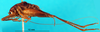 CollectionObject 1501006; 20e3406c-89aa-4f65-8a0b-437deca43e2e: male, left lateral view (lectotype). (CollectionObject).