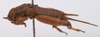 CollectionObject 1542398; ebacdc3e-60e7-4141-a356-3953e0075b59, CNMS 5532: male, lateral view (holotype). (CollectionObject).