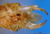 CollectionObject 1521368; 1eabd2a7-f3c3-41d2-9393-66eb2acc7530: male abdomen tip, ventral view (holotype). (CollectionObject).