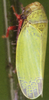 Habitus, dorsal view on Erythria aureola (Fallén, 1806): Habitus (female). (Observation).