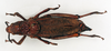 Dictyophorus (Tapesiella) griseus griseus (Reiche & Fairmaire, 1849): female, dorsal view (syntype of Tapesia aethiopicus). (Otu).
