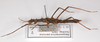 CollectionObject 1560243; 08bbcdb5-257d-4b01-bcbd-02be88b25e11: copyright ZMB, Berlin. female, lateral view / data labels (paratype). (CollectionObject).