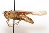 CollectionObject 1594376; 5378d43e-6a4f-4feb-8455-cb59781eedd6: female, lateral view (paratype). (CollectionObject).